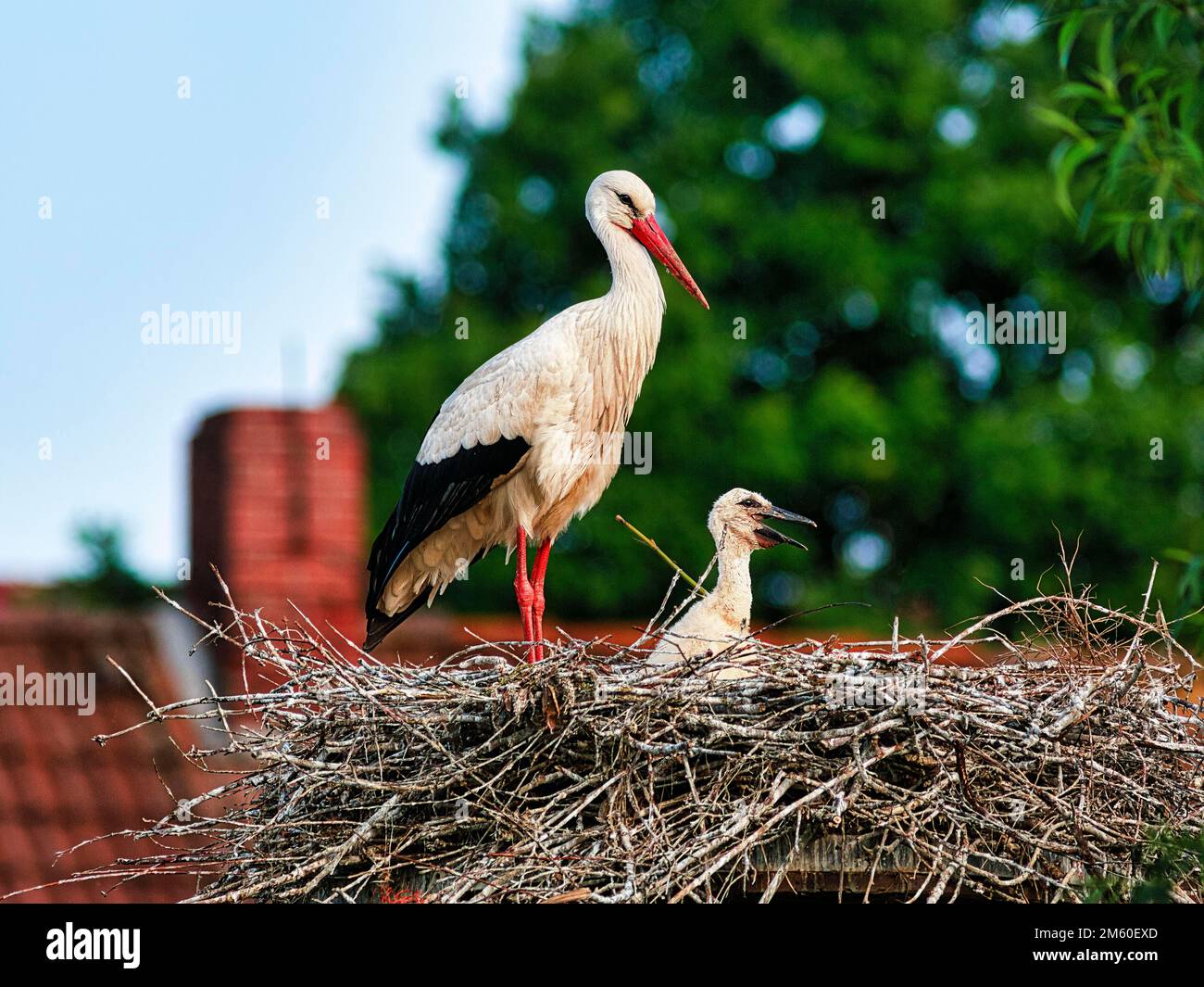 Ciconie blanche (Ciconia ciconia) en nid avec des poussins, village d'Elbrinxen, Luegde, parc naturel de Teutoburger Wald Eggebirge, Allemagne Banque D'Images