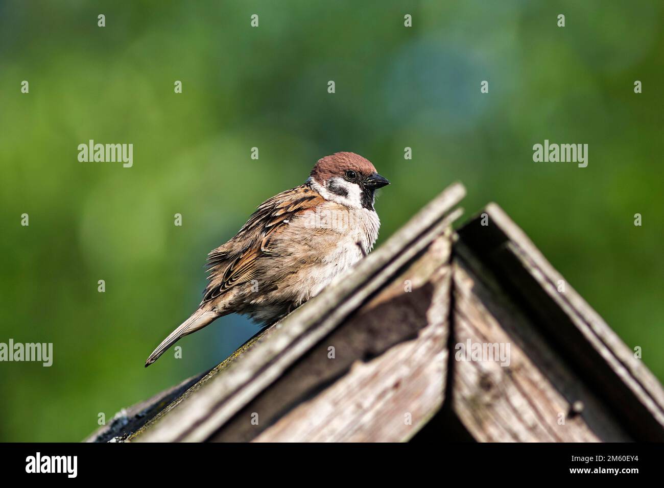 Bruant eurasien (Passer montanus) sur un toit, parc naturel de la forêt de Teutoburg Eggebirge, Rhénanie-du-Nord-Westphalie, Allemagne Banque D'Images