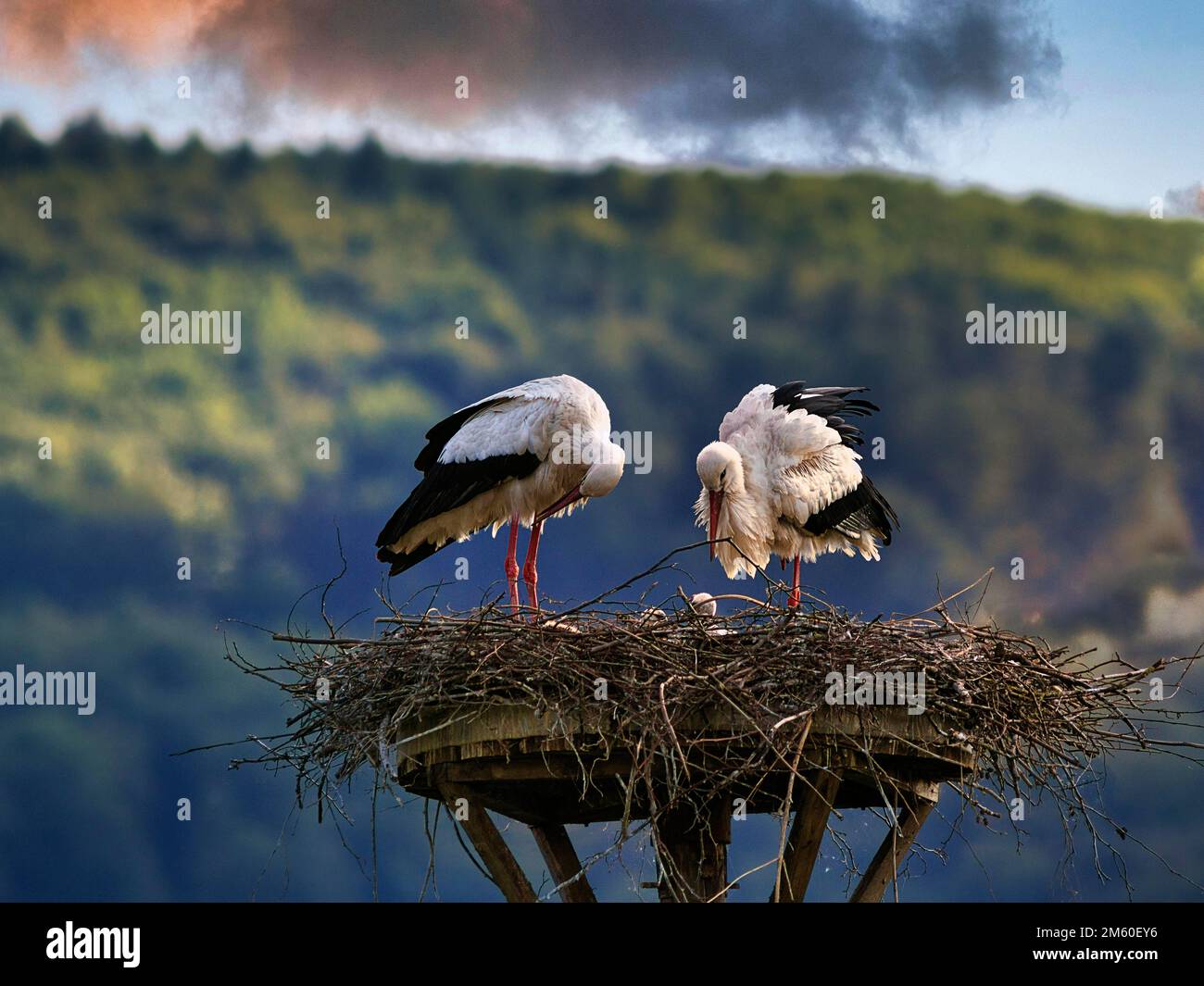 Ciconie blanche (Ciconia ciconia), paire de niches, ciel nocturne, village de cigognes d'Elbrinxen, Luegde, parc naturel de Teutoburger Wald Eggebirge Banque D'Images