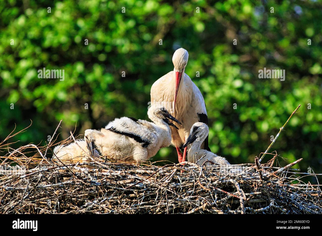 Ciconie blanche (Ciconia ciconia) en nid avec quatre poussins, village de cigognes d'Elbrinxen, Luegde, parc naturel de Teutoburger Wald Eggebirge, Allemagne Banque D'Images
