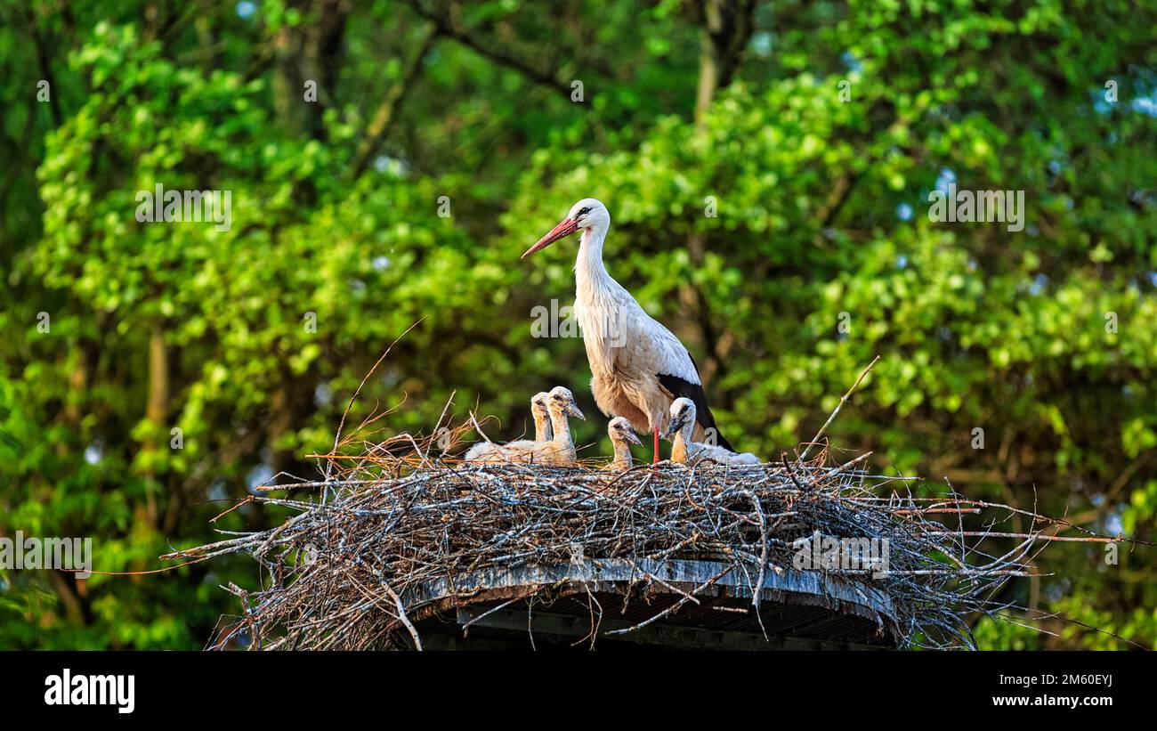 Ciconie blanche (Ciconia ciconia) en nid avec des poussins, village d'Elbrinxen, Luegde, parc naturel de Teutoburger Wald Eggebirge, Allemagne Banque D'Images