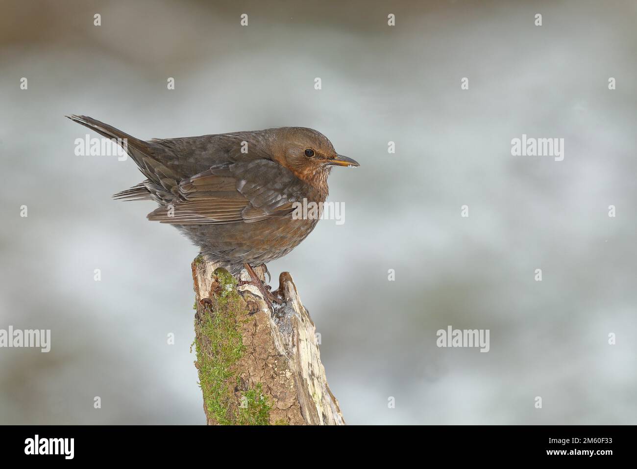 Blackbird (Turdus merula), femme, assise sur une racine d'arbre à basse température, Wilden, Rhénanie-du-Nord-Westphalie, Allemagne Banque D'Images