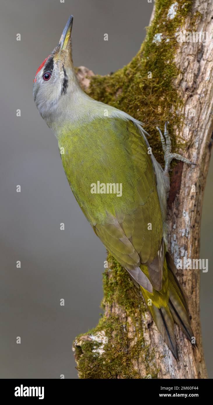 Pic à tête grise (Picus canus), mâle sur un tronc d'arbre pourri recouvert de mousse, réserve de biosphère, Alb de Swabian, Bade-Wurtemberg, Allemagne Banque D'Images