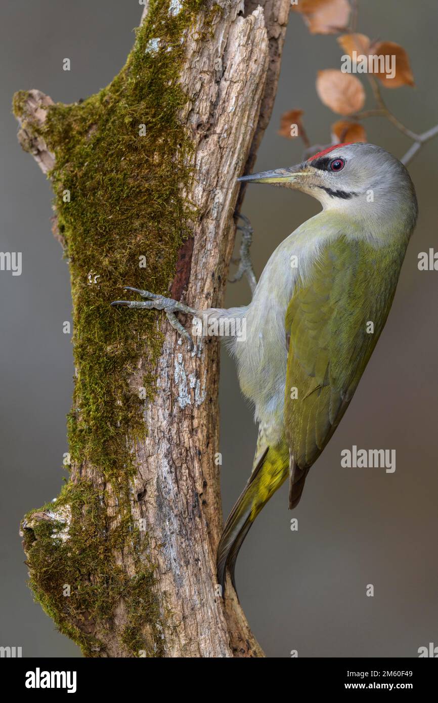 Pic à tête grise (Picus canus), mâle sur un tronc d'arbre pourri recouvert de mousse, réserve de biosphère, Alb de Swabian, Bade-Wurtemberg, Allemagne Banque D'Images