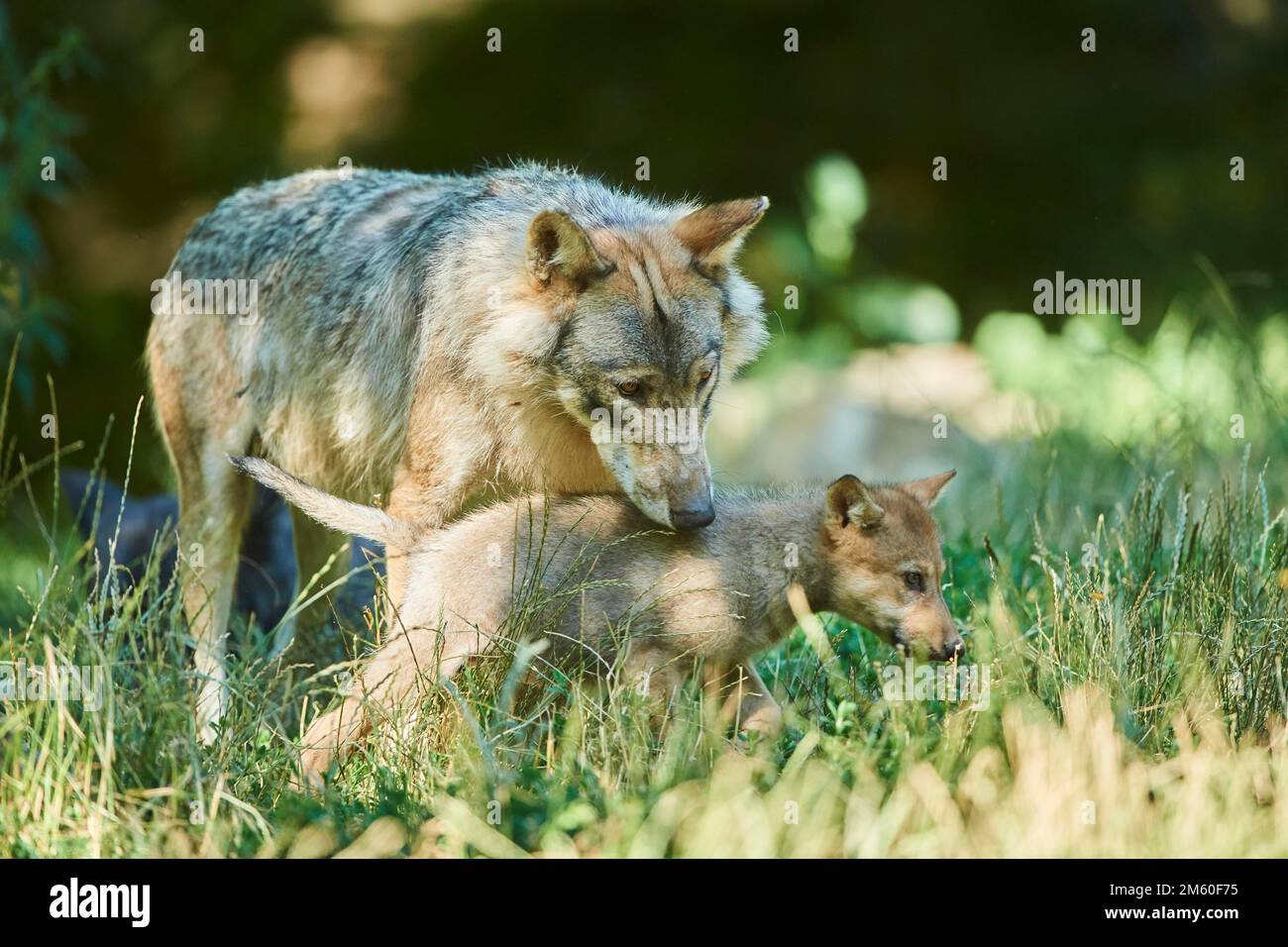 Loup de l'est (Canis lupus lycaon), mère avec son jeune, sur un pré, Gernany Banque D'Images