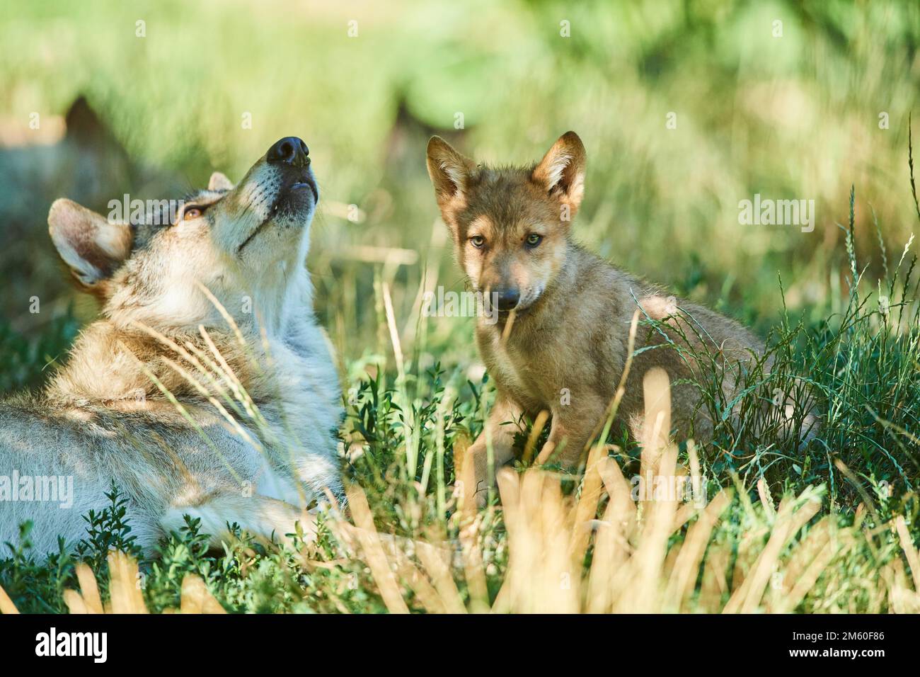 Loup de l'est (Canis lupus lycaon), mère avec son jeune, sur un pré, Gernany Banque D'Images