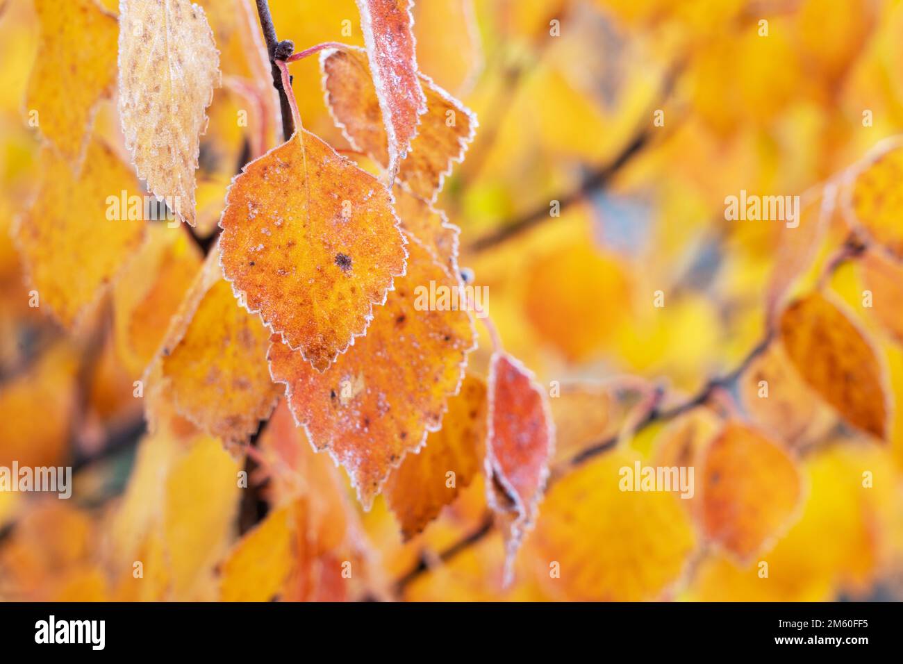 Gros plan de feuilles de bouleau colorées recouvertes d'un léger givre pendant le feuillage d'automne dans le parc national de Salla, dans le nord de la Finlande Banque D'Images