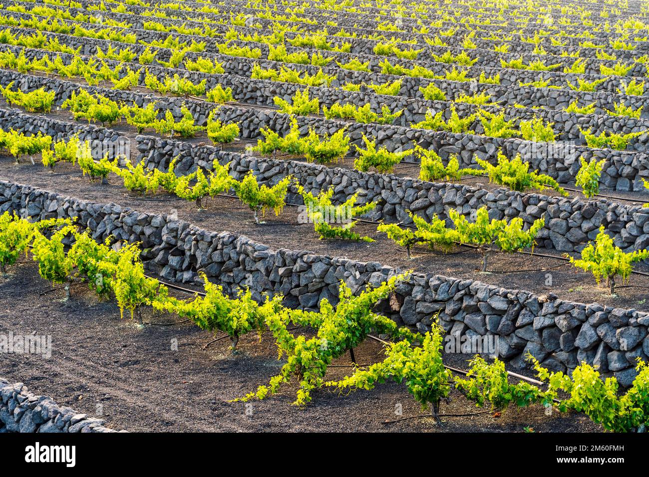 Grapevine sur sol volcanique noir dans les vignobles de la Geria, Lanzarote, îles Canaries, Espagne Banque D'Images