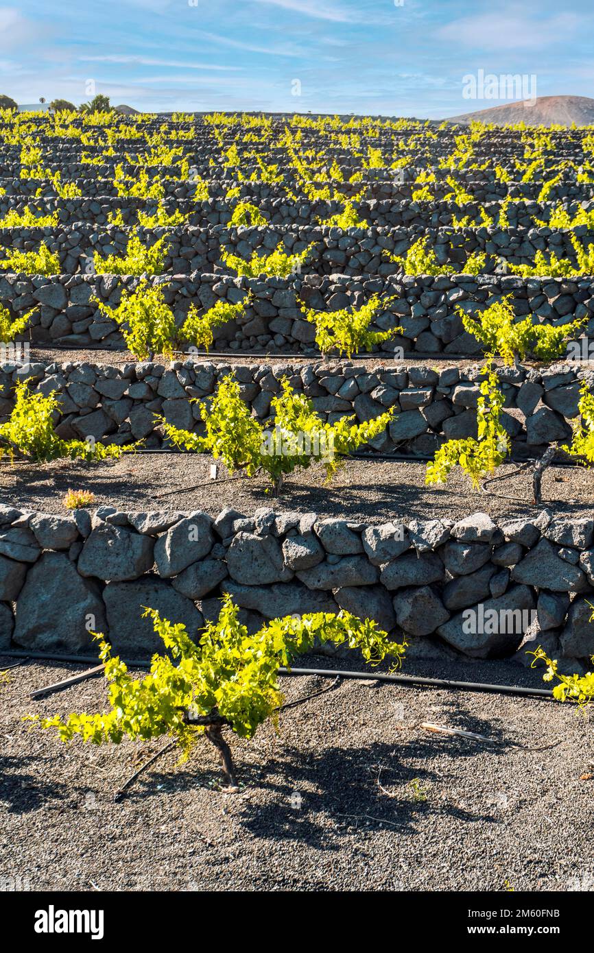 Grapevine sur sol volcanique noir dans les vignobles de la Geria, Lanzarote, îles Canaries, Espagne Banque D'Images