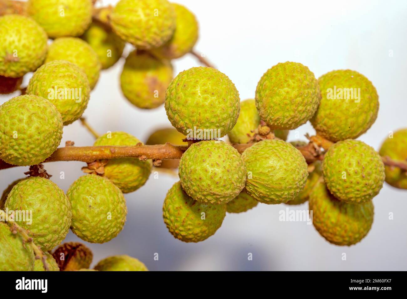 Le longane (Dmocarpus longane) est un petit fruit rond, doux et aqueux qui est verry semblable au lychee. Il a une couche épaisse de brun jaunâtre Banque D'Images