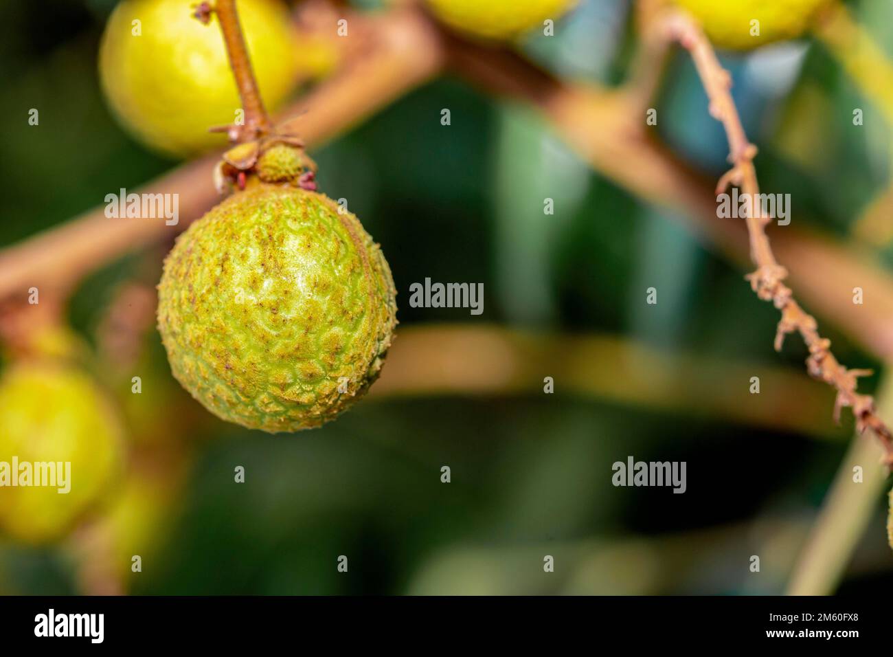 Le longane (Dmocarpus longane) est un petit fruit rond, doux et aqueux qui est verry semblable au lychee. Il a une couche épaisse de brun jaunâtre Banque D'Images