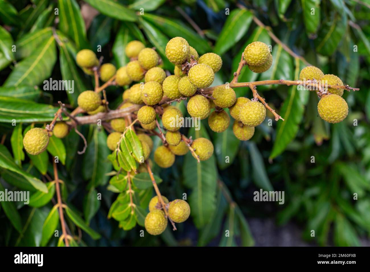 Le longane (Dmocarpus longane) est un petit fruit rond, doux et aqueux qui est verry semblable au lychee. Il a une couche épaisse de brun jaunâtre Banque D'Images