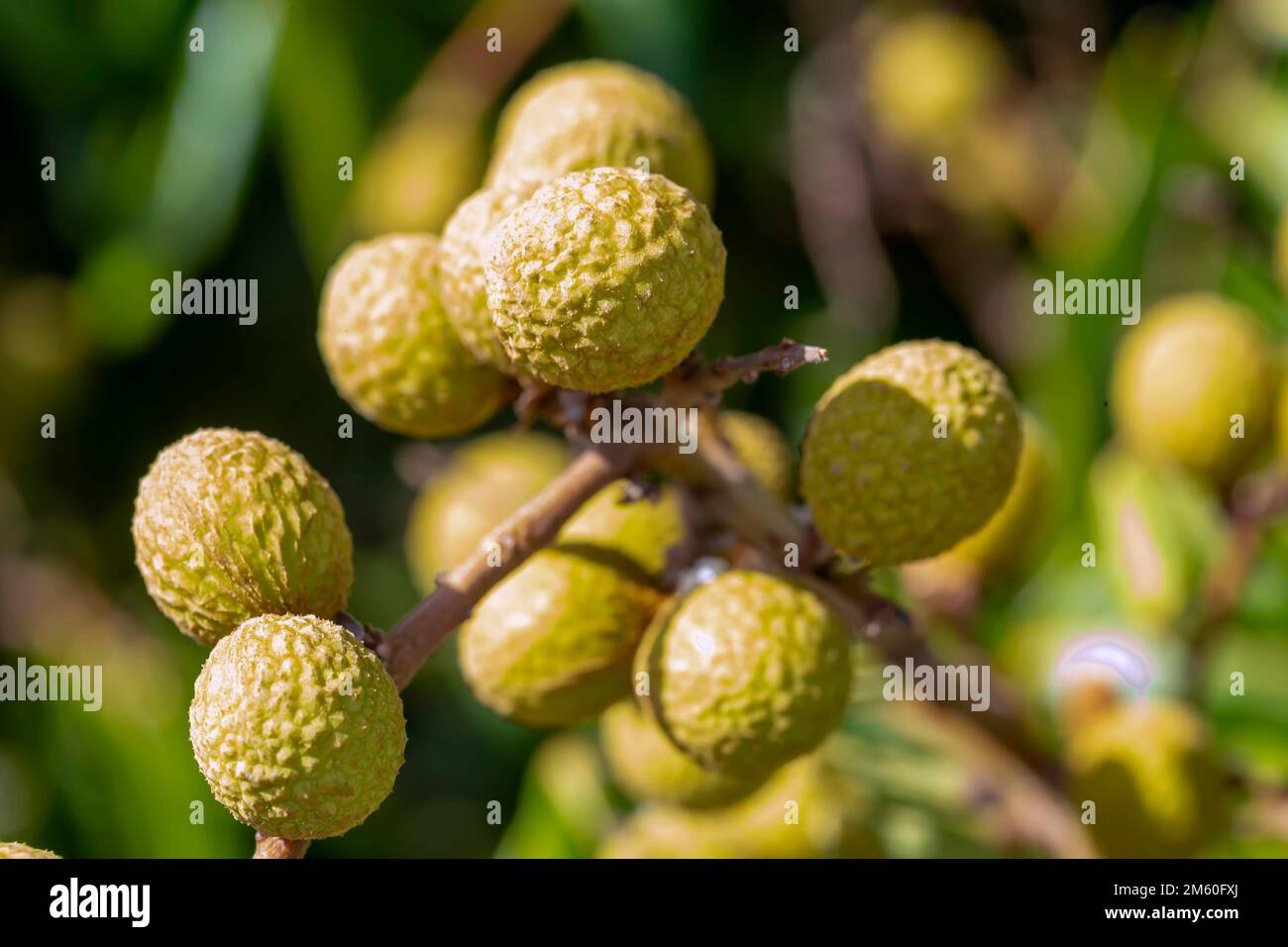 Le longane (Dmocarpus longane) est un petit fruit rond, doux et aqueux qui est verry semblable au lychee. Il a une couche épaisse de brun jaunâtre Banque D'Images