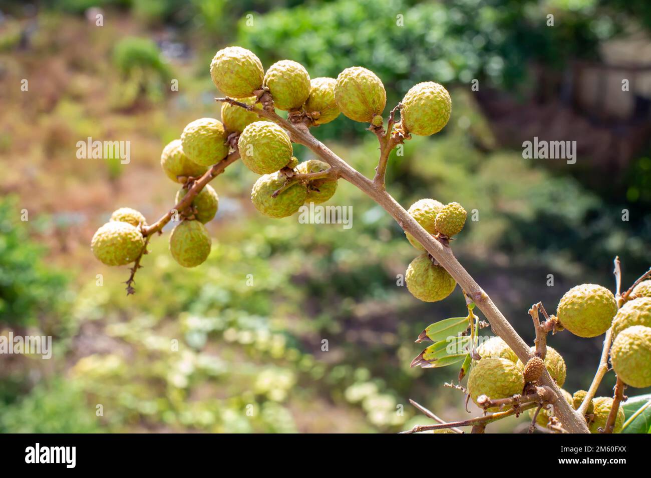 Le longane (Dmocarpus longane) est un petit fruit rond, doux et aqueux qui est verry semblable au lychee. Il a une couche épaisse de brun jaunâtre Banque D'Images