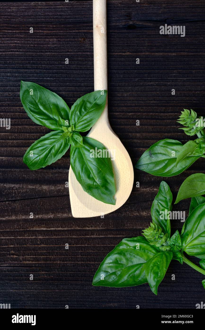 Cuillère de cuisson et basilic (Ocimum basilicum) Banque D'Images