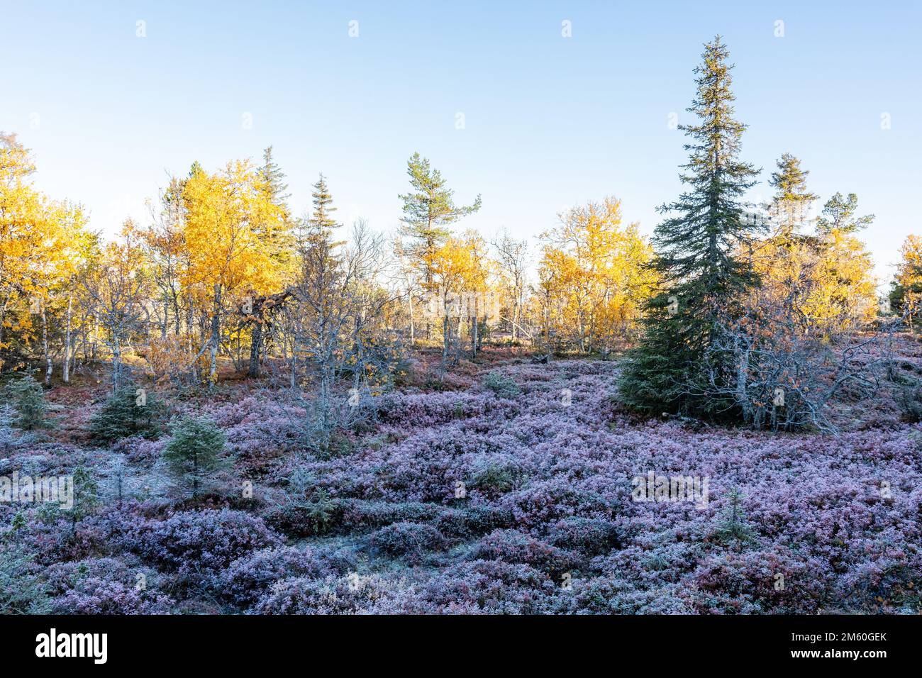 Un matin d'automne froid tôt dans le parc national de Salla, dans le nord de la Finlande Banque D'Images