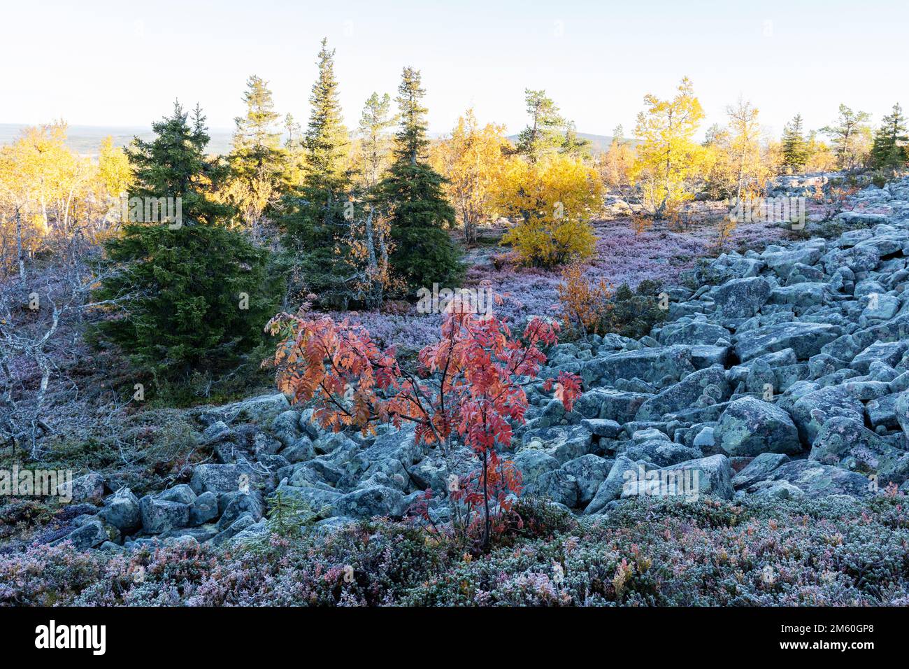 Vue depuis un pic rocheux de l'ISO Pyhätunturi le matin de l'automne dans le parc national de Salla, dans le nord de la Finlande Banque D'Images