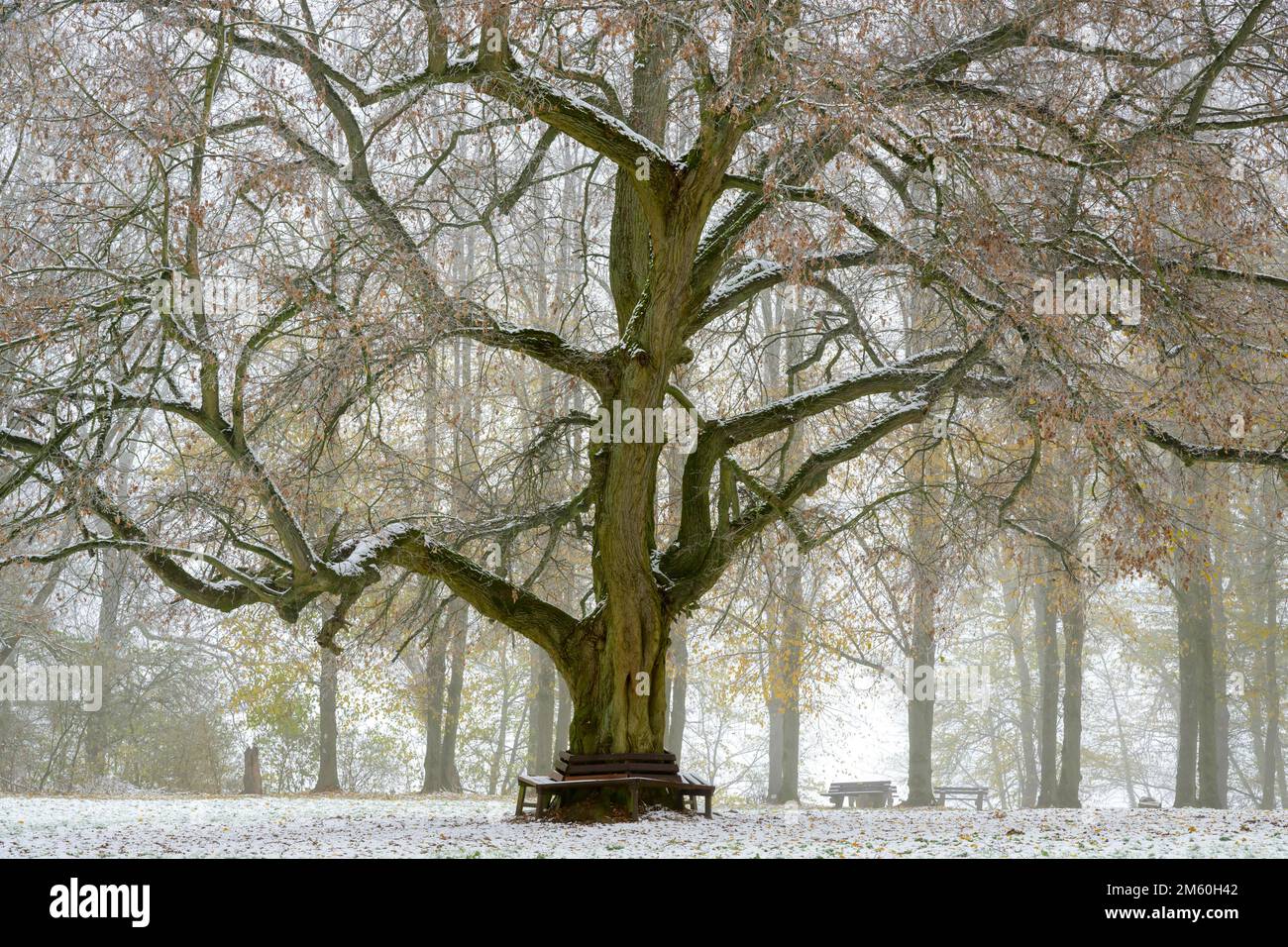 Chêne avec banc et neige, Melsungen, Hesse, Allemagne Banque D'Images