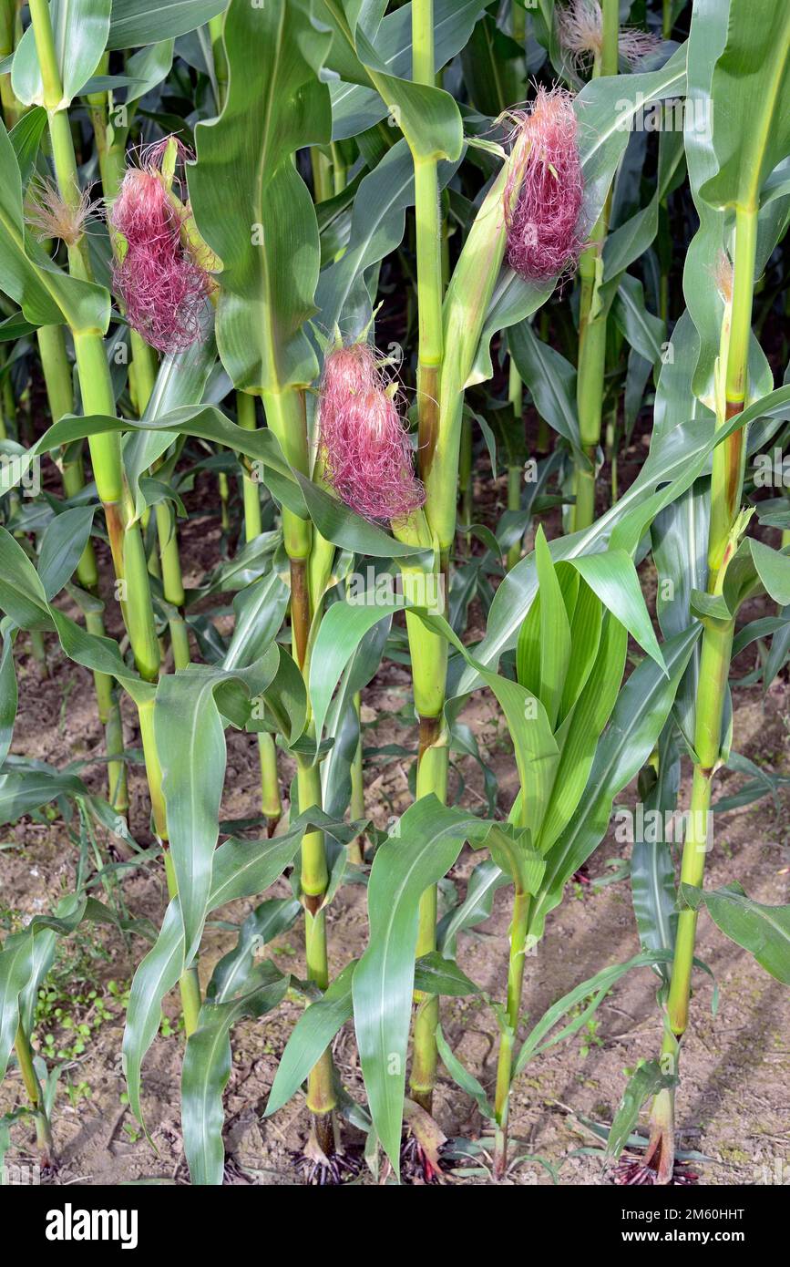 Maïs, épis de maïs immatures (Zea mays) avec soie de maïs (stigmate maydis), champ de maïs, Rhénanie-du-Nord-Westphalie, Allemagne Banque D'Images