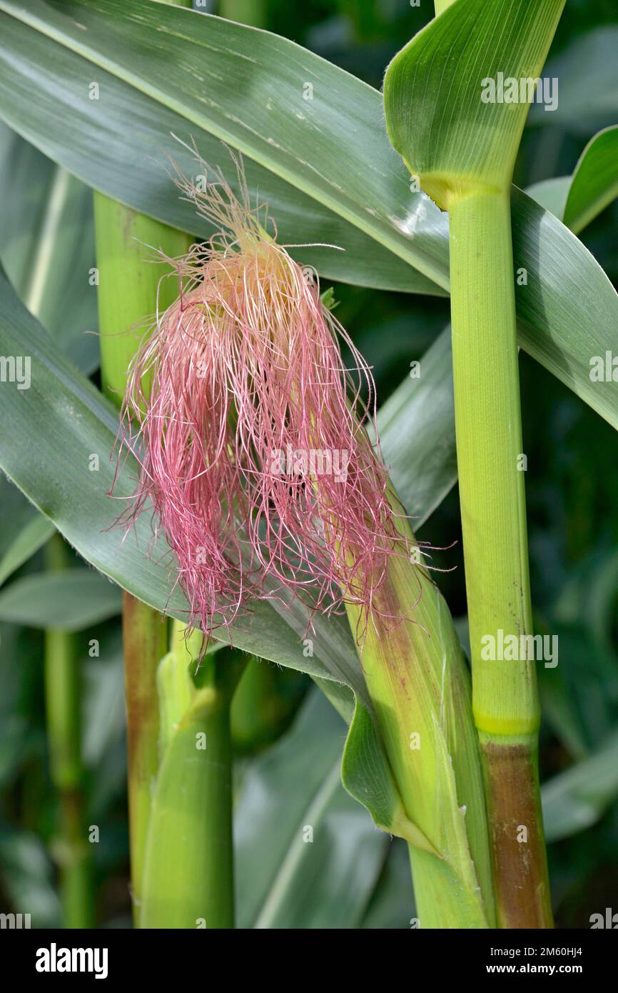 Maïs, épis de maïs immatures (Zea mays) avec soie de maïs (stigmate maydis), champ de maïs, Rhénanie-du-Nord-Westphalie, Allemagne Banque D'Images