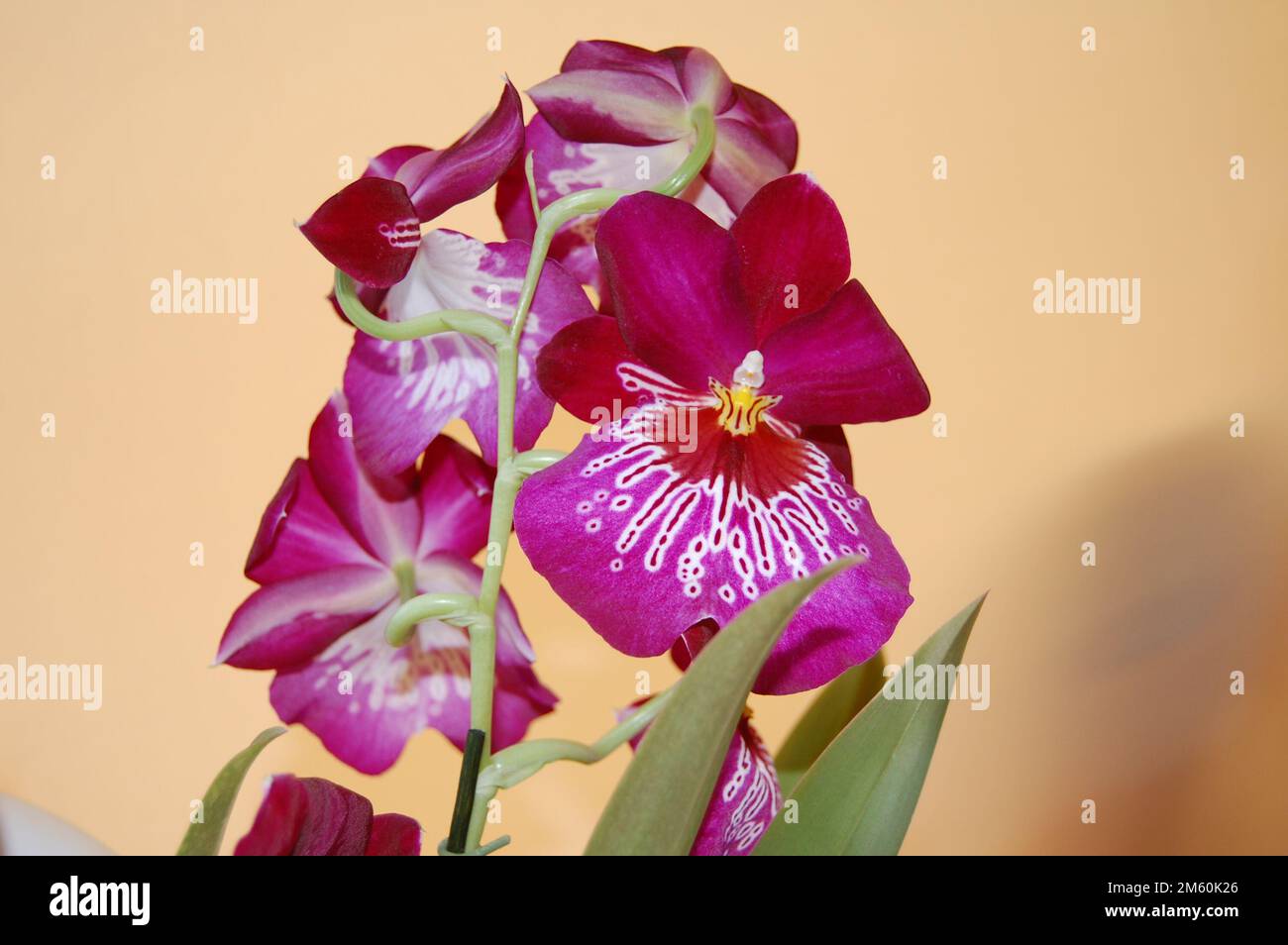 fucsia d'Orchidea - orchidée de Fuchsia Banque D'Images