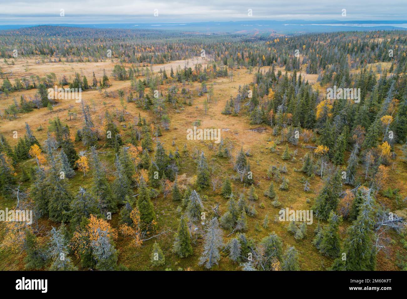 Un gros plan de forêts de mérres et de conifères en pente dans le parc national de Riisitunturi, dans le nord de la Finlande Banque D'Images
