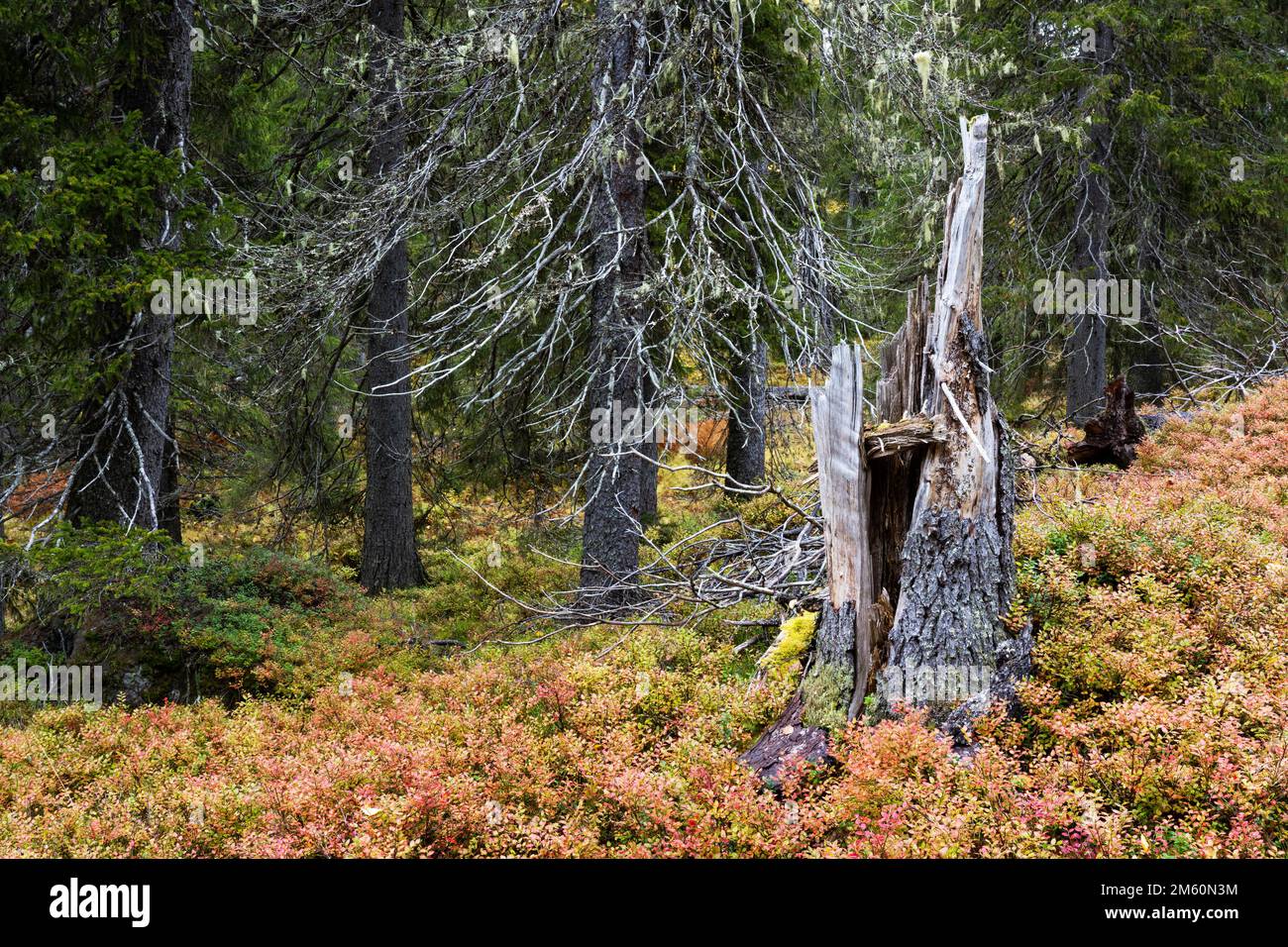 Une forêt vierge de Närängänvaara avec du bois mort près de Kuusamo le jour de l'automne dans le nord de la Finlande Banque D'Images