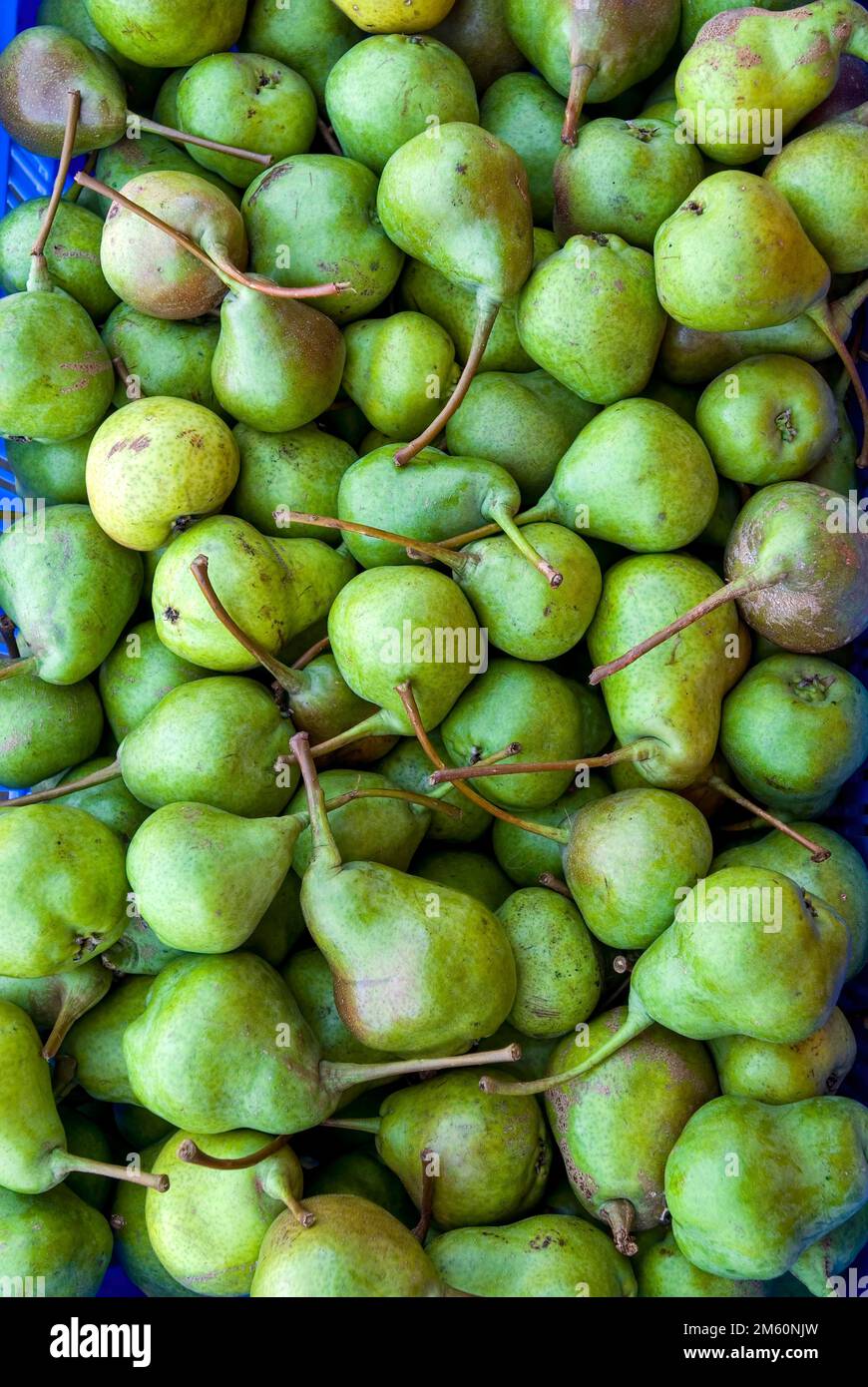 Poires (Pyrus) fruits à vendre à Kodaikanal, Tamil Nadu, Inde du Sud, Inde, Asie Banque D'Images