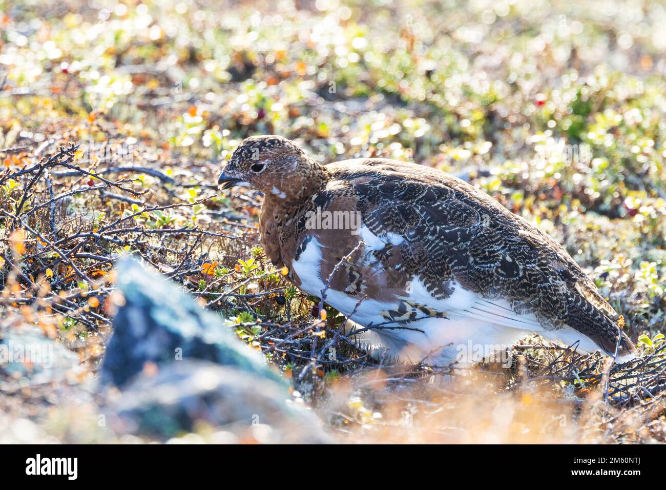 Lagopède de saule marchant sur un sol rocheux et se nourrissant un jour d'automne dans le parc national d'Urho Kekkonen, dans le nord de la Finlande Banque D'Images