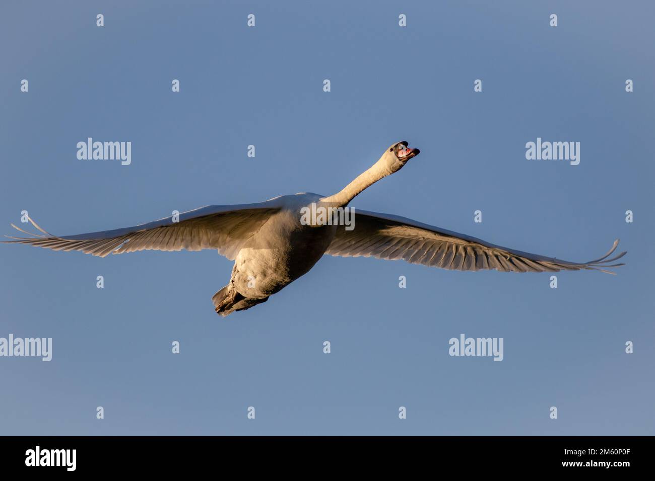 Les cygnes sont des oiseaux de la famille des Anatidés dans le genre Cygnus. Banque D'Images