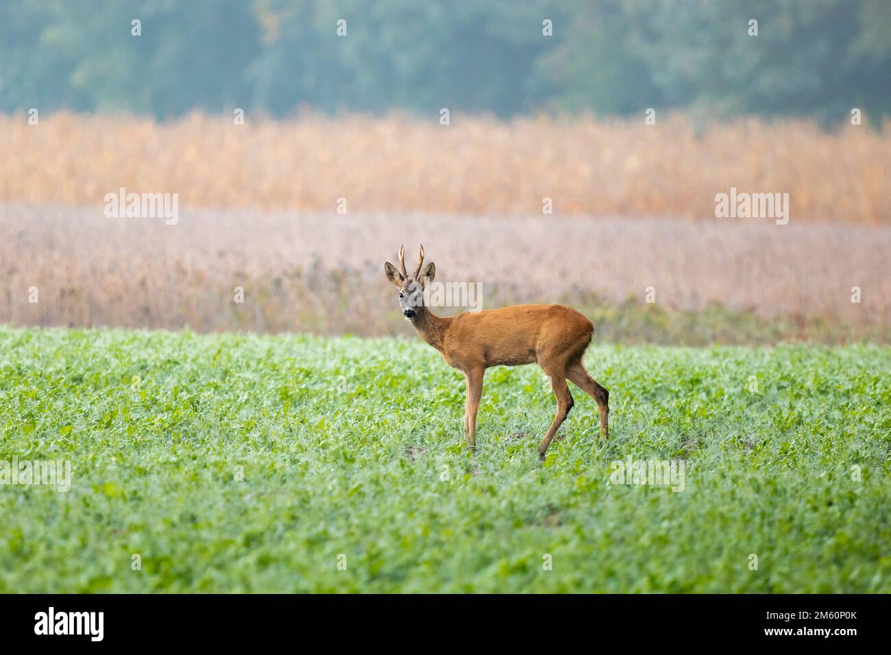 Le cerf de Virginie, également connu sous le nom de cerf de Virginie, cerf de Virginie de l'Ouest, ou cerf de Virginie d'Europe, est une espèce de cerf. Banque D'Images