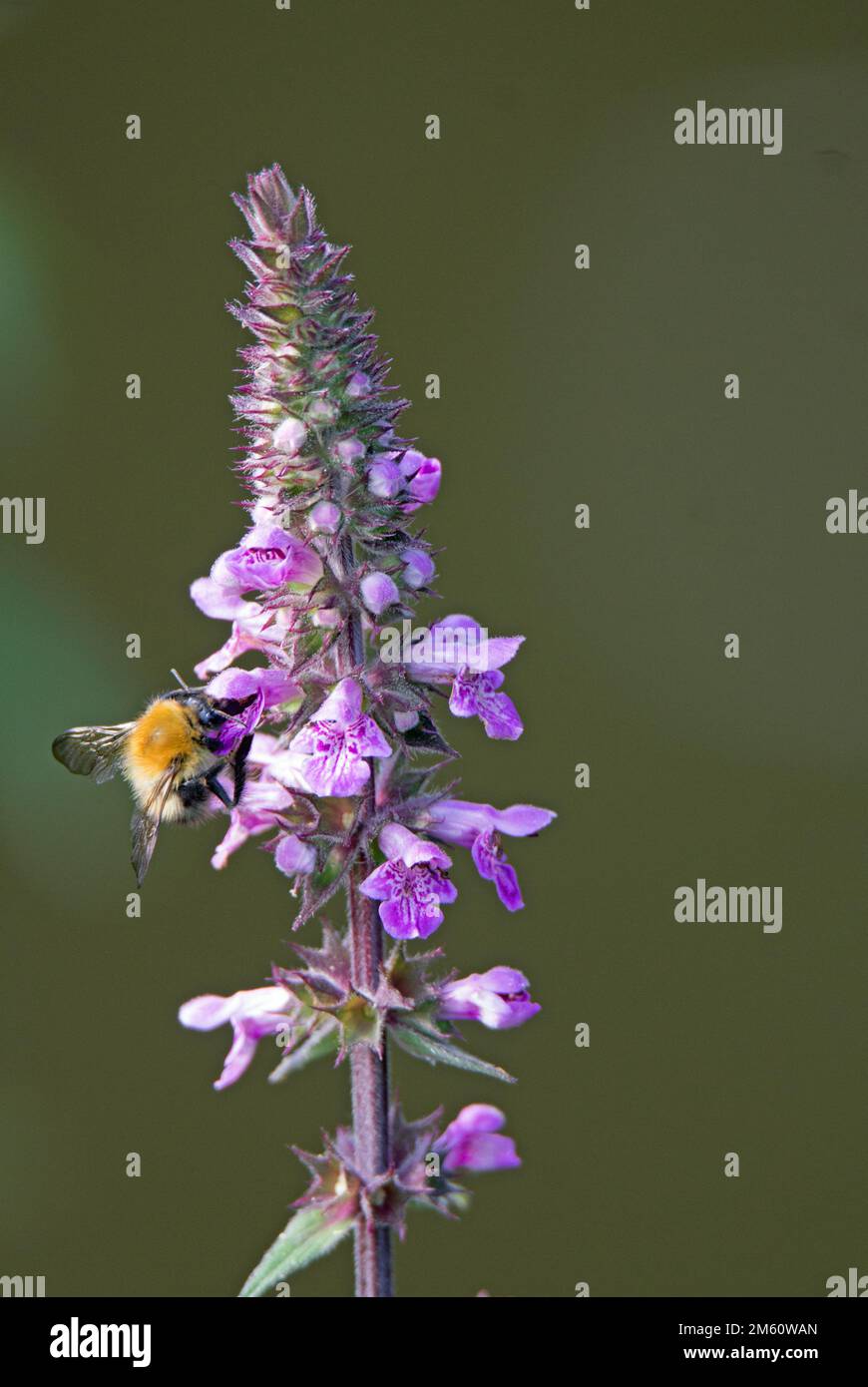 abeille se nourrissant sur une masse de fleurs sauvages rose pâle isolées sur un fond vert naturel Banque D'Images