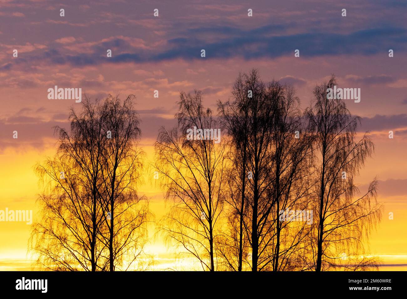 Une silhouette de bouleaux argentés pendant un coucher de soleil coloré et vibrant à la fin d'une soirée d'automne en Estonie, en Europe du Nord Banque D'Images