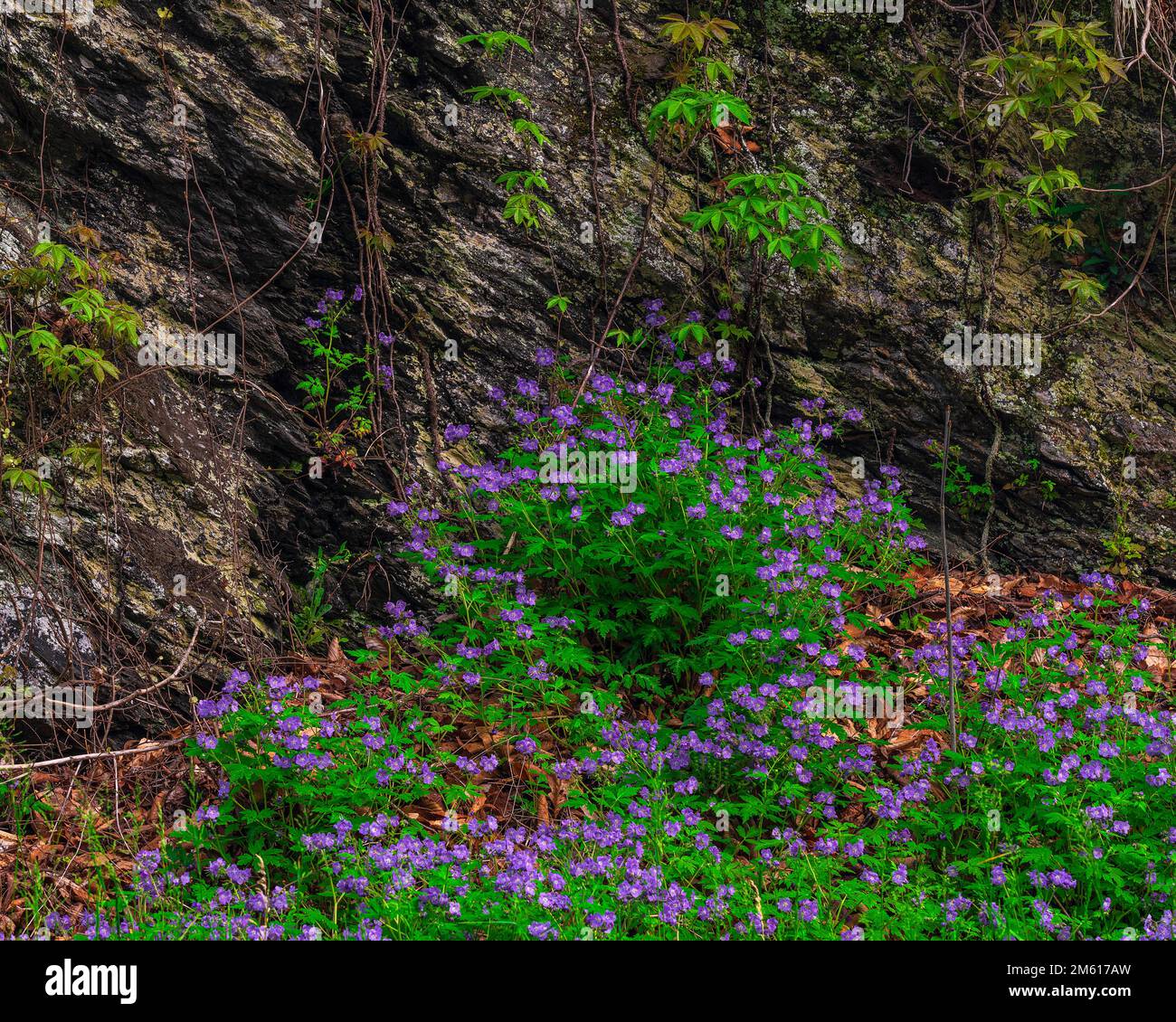Phlox bleu sauvage (Phlox divaricata) croissant le long de la rivière Little Pigeon dans le parc national des Great Smoky Mountains, dans le Tennessee Banque D'Images