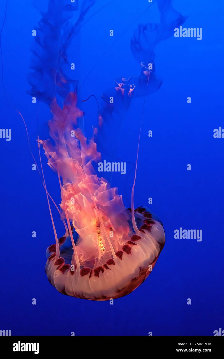 La marbrure de la mer du Pacifique (Chrysaora fuscescens), à l'aquarium de la baie de Monterey, en Californie Banque D'Images