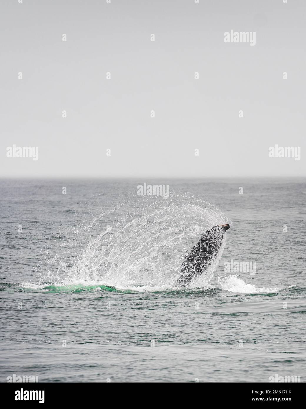 Observation des baleines à bosse dans la baie de Monterey, Californie Banque D'Images