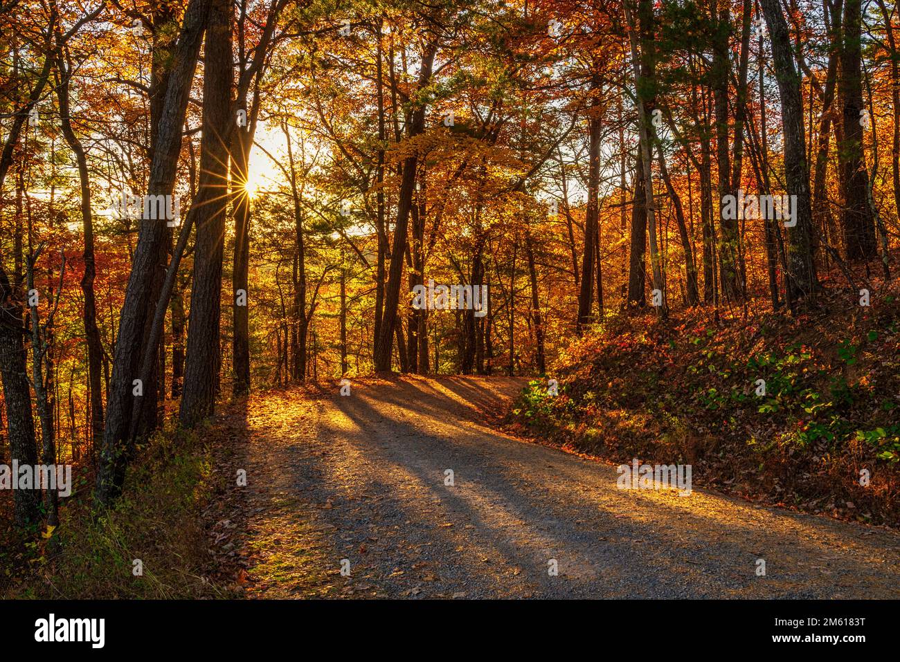 Le soleil brille à travers la forêt d'automne dans le parc national de Great Smoky Mountain, dans le Tennessee Banque D'Images