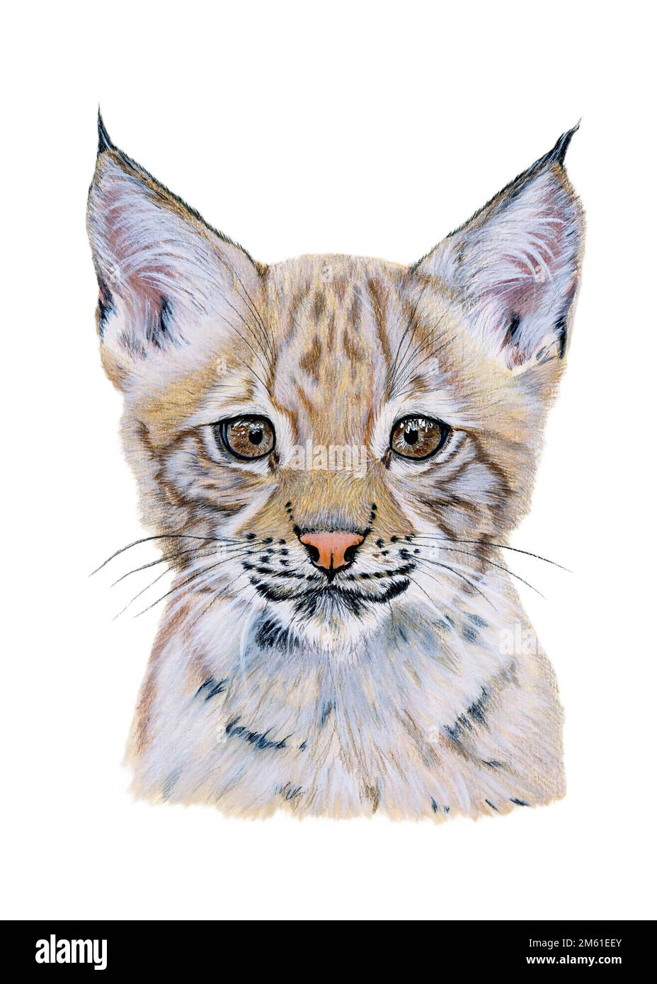 Illustration aquarelle d'un portrait de lynx de bébé. Animal dessiné à la main sur blanc Banque D'Images