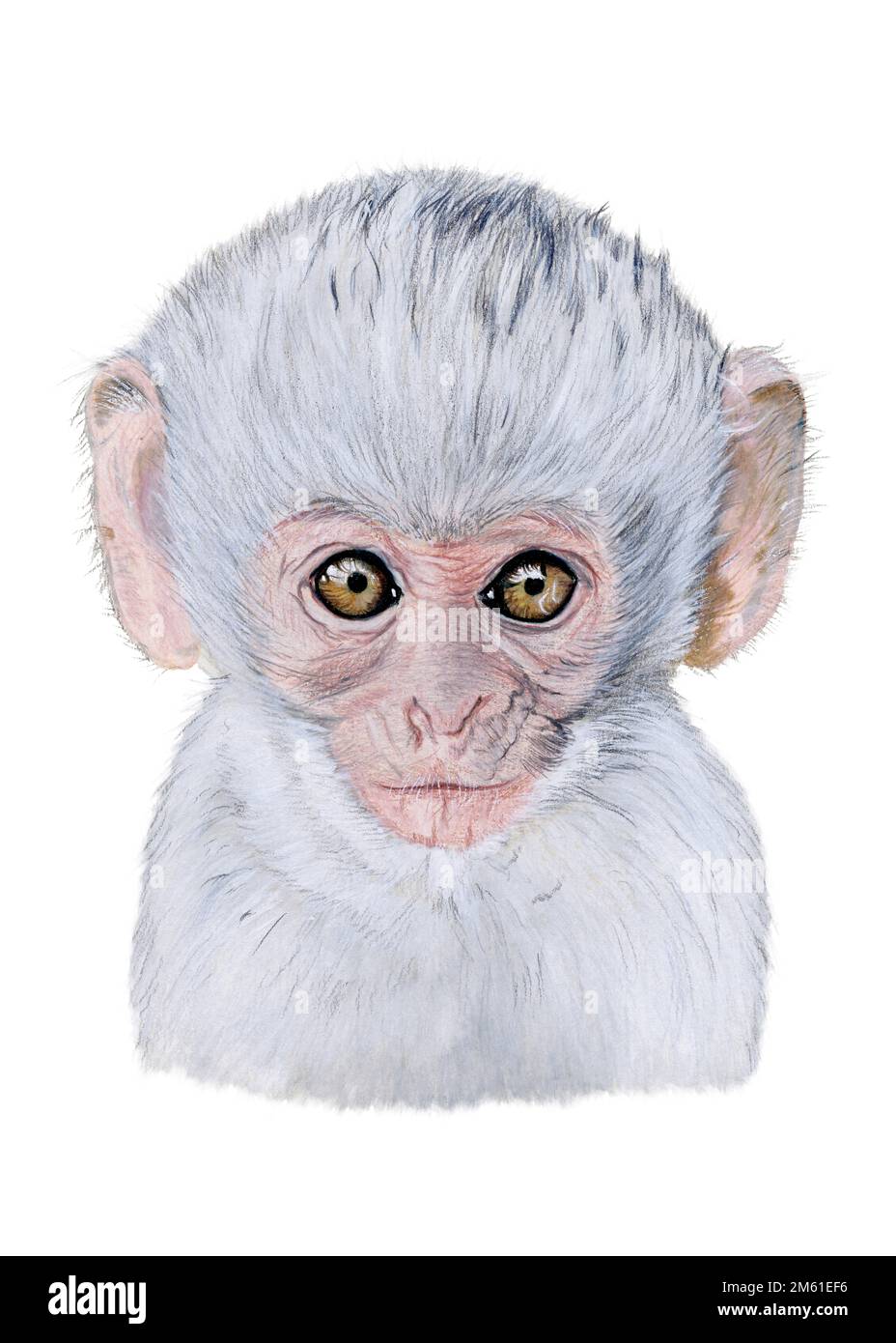 Illustration aquarelle d'un portrait de singe bébé. Animal dessiné à la main sur blanc Banque D'Images