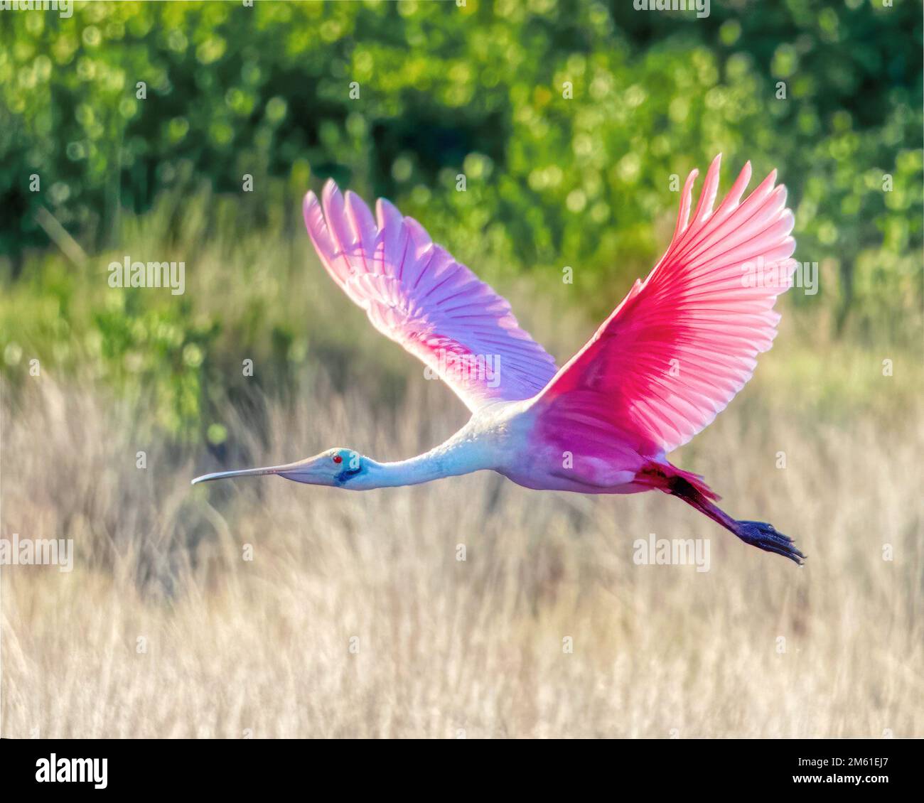 Roseate Spoonbill en vol à la réserve naturelle de Merritt Island en Floride Banque D'Images