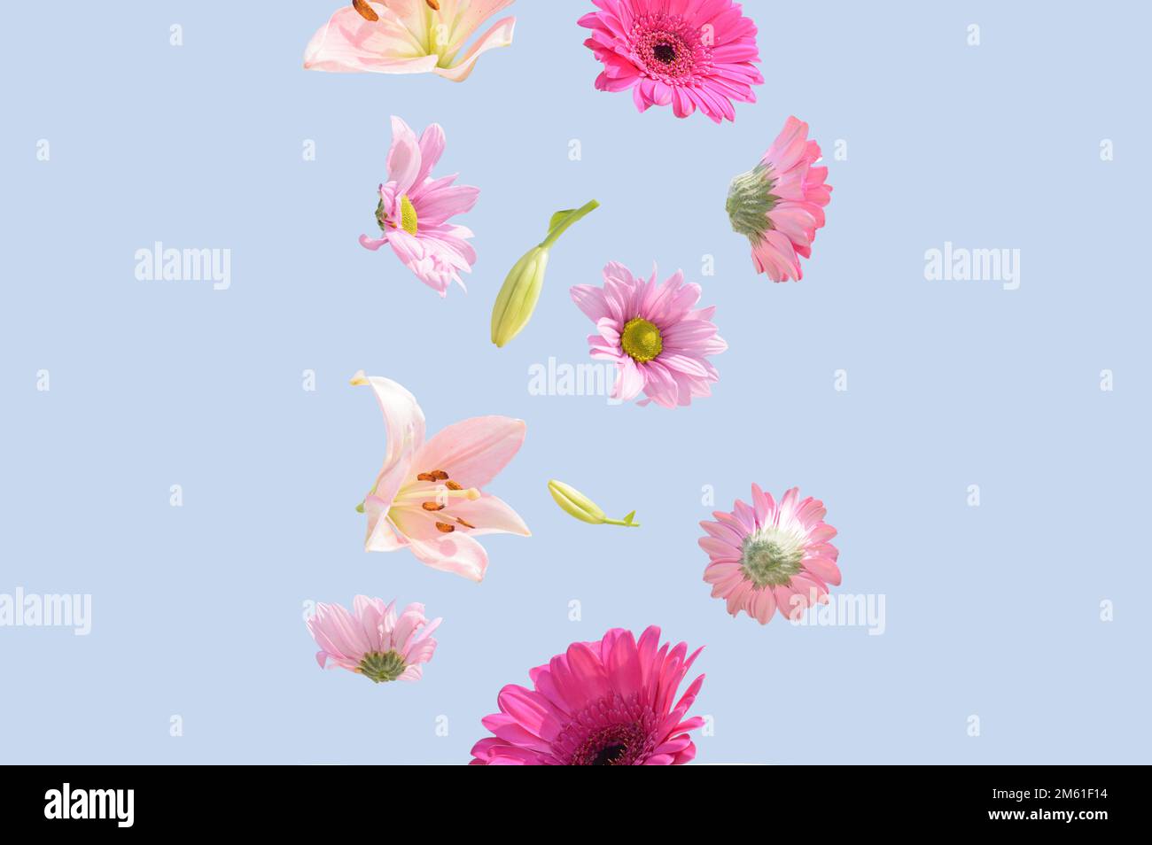 Fleurs sur fond bleu pastel. Fleurs d'été colorées rose et violet tendance volant. Concept surréaliste esthétique de la nature de printemps. Banque D'Images