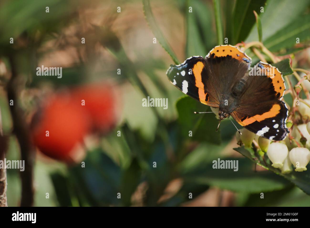 Gros plan d'un papillon Vanessa Atalanta coloré dans un jardin Banque D'Images