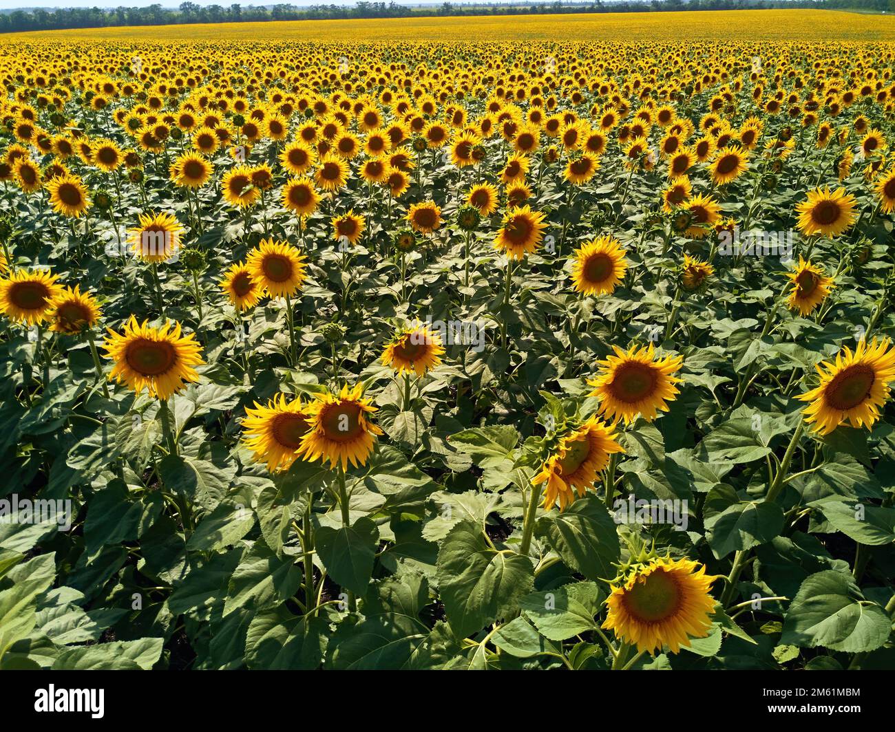 Antenne de champ de tournesols. Vol de drone sur le champ de tournesol en fleurs. Vue depuis le dessus pittoresque du champ jaune de fleurs du soleil rangées. Agriculture et Banque D'Images