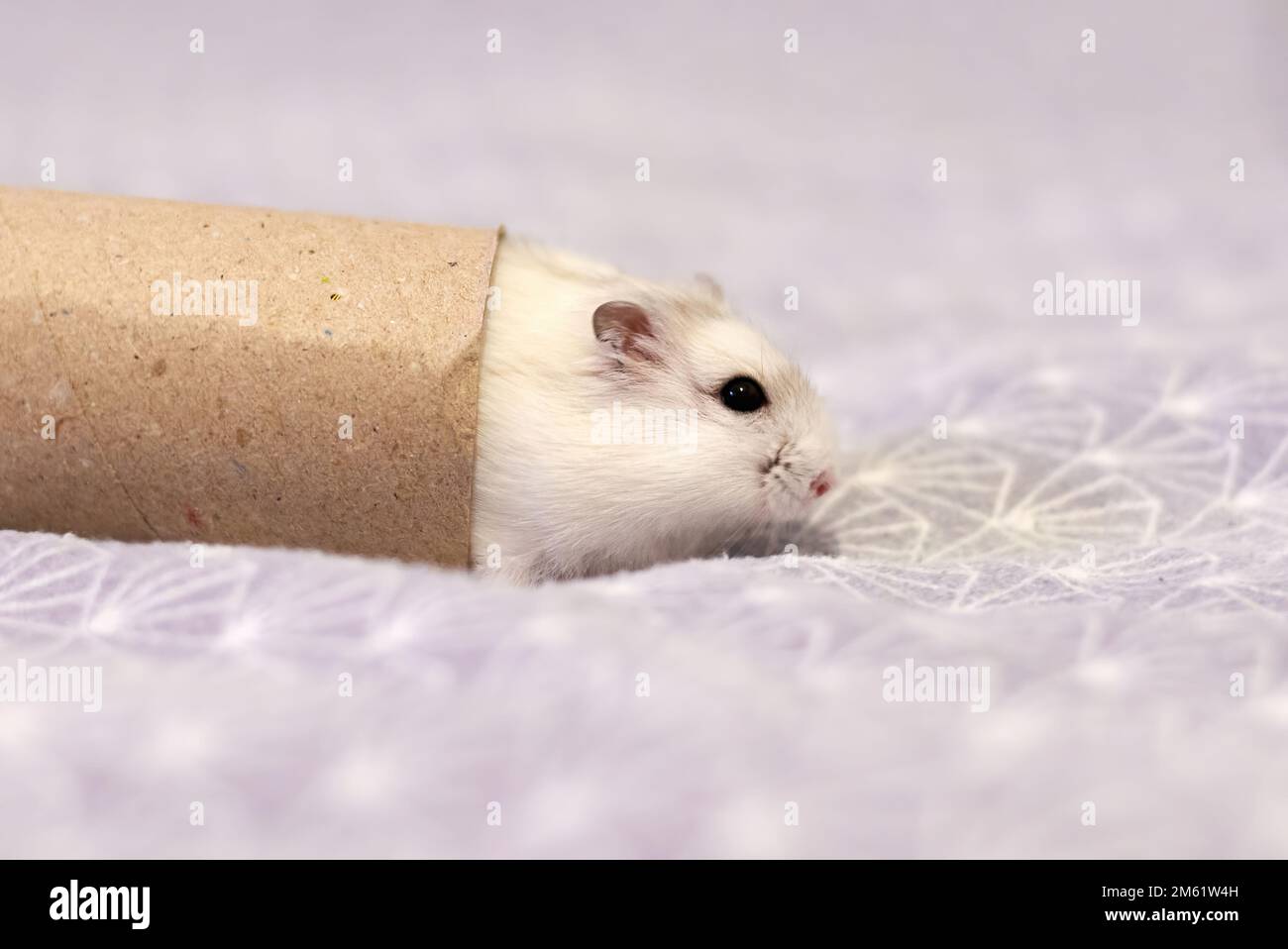 Hamster nain blanc d'hiver (Phodopus sungorus) Banque D'Images