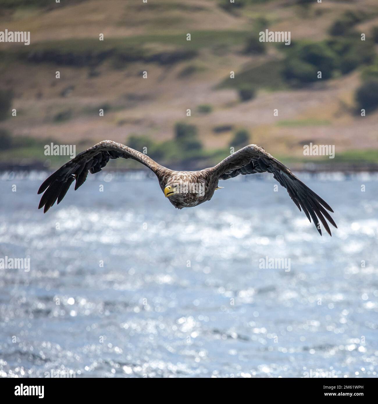Aigles de mer à queue blanche, île de Mull, Écosse Banque D'Images