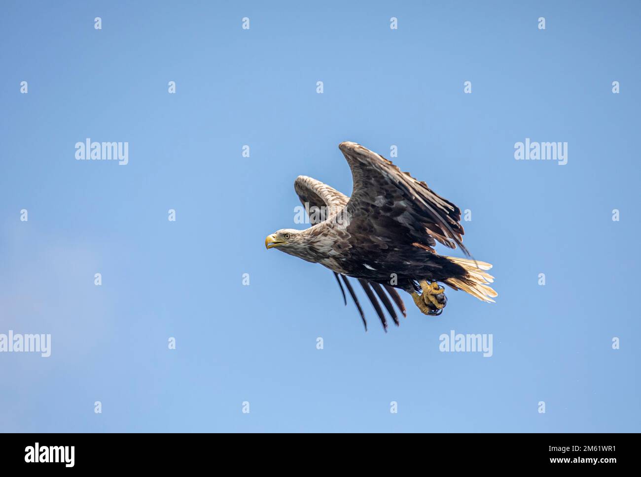 Aigles de mer à queue blanche, île de Mull, Écosse Banque D'Images