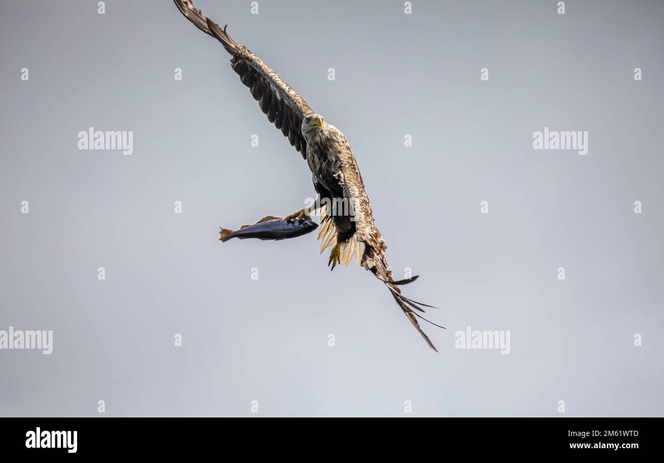 Aigles de mer à queue blanche, île de Mull, Écosse Banque D'Images