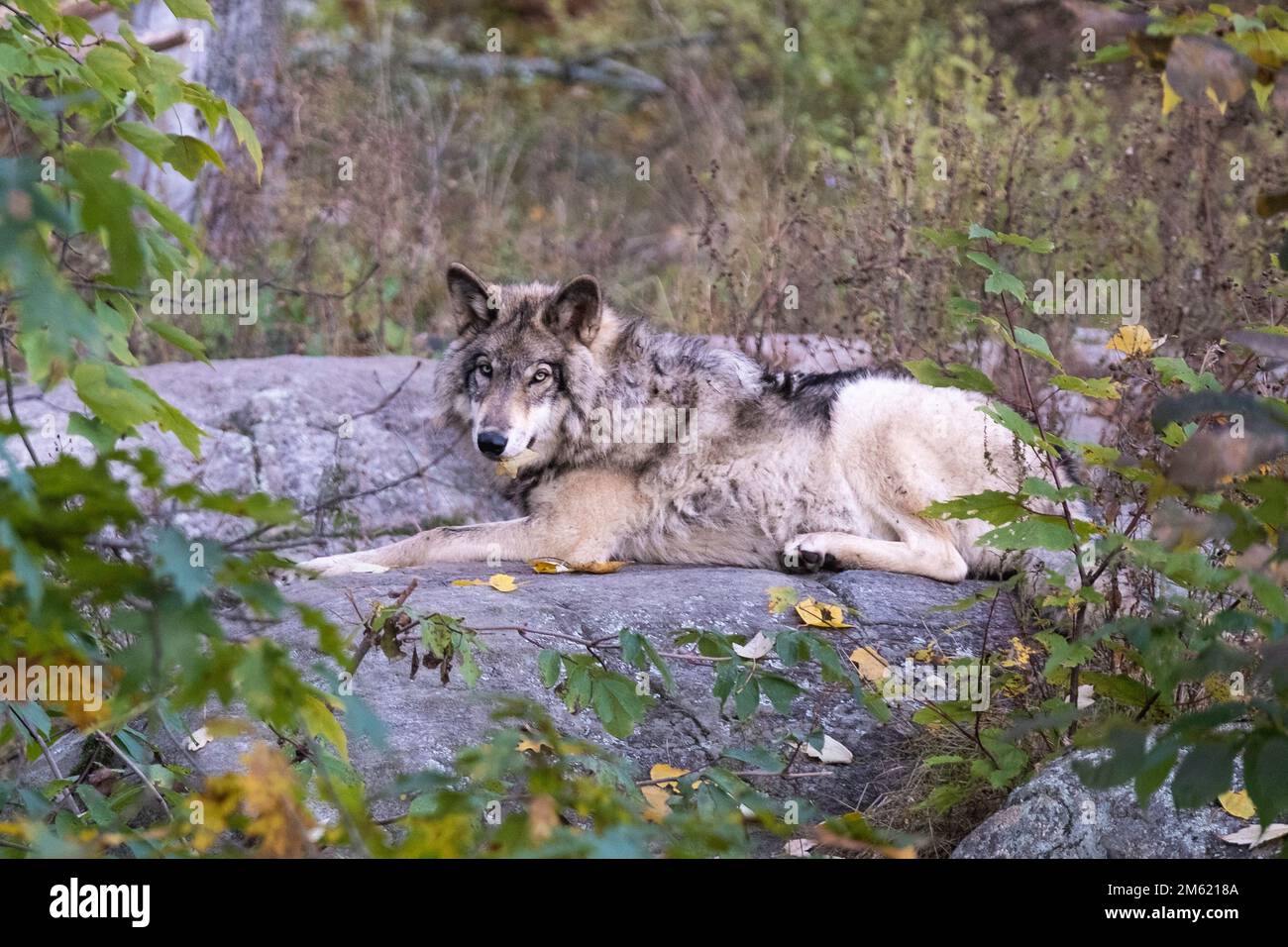 Loup canadien Banque D'Images