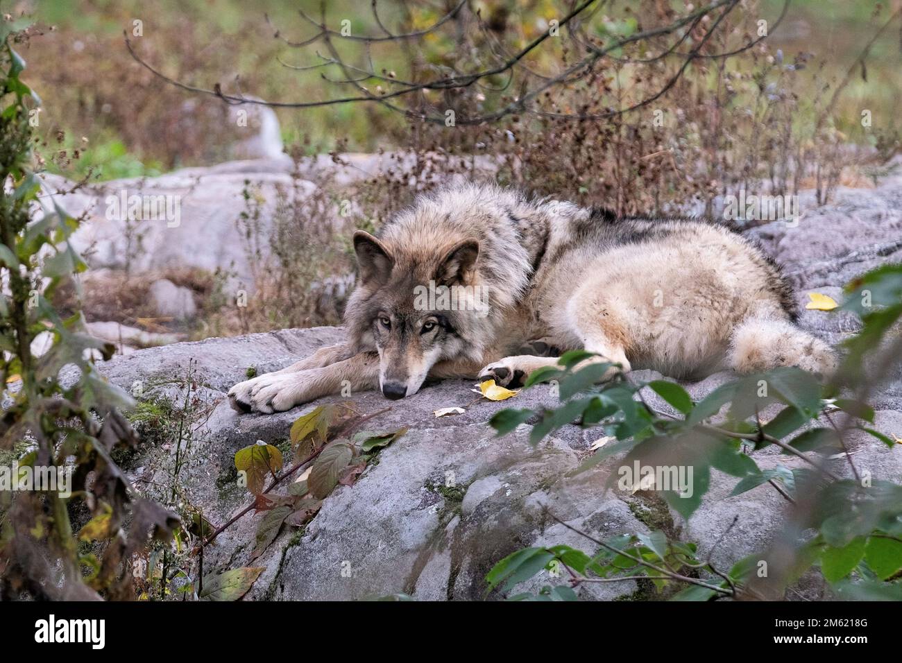 Loup canadien Banque D'Images