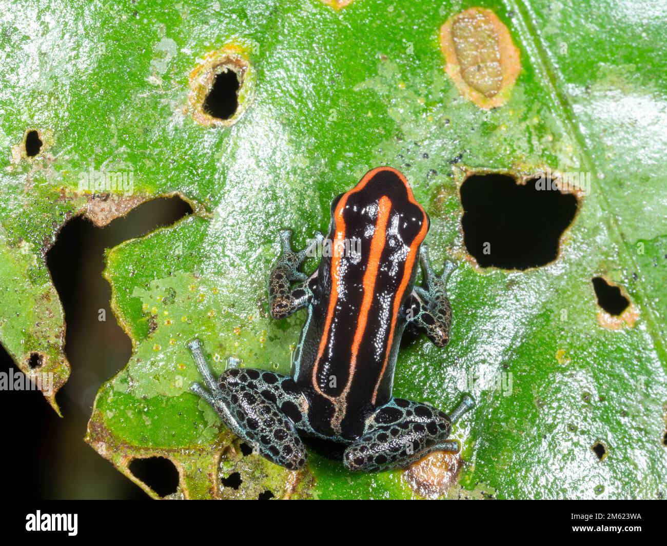 Grenouille réticulée (Ranitomeya ventrimaculata) sur une feuille dans le sous-étage de la forêt tropicale, province d'Orellana, Équateur Banque D'Images
